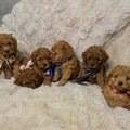 13 June Puppy & Paint Therapy