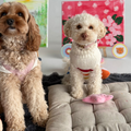11 Oct Puppy & Paint Therapy