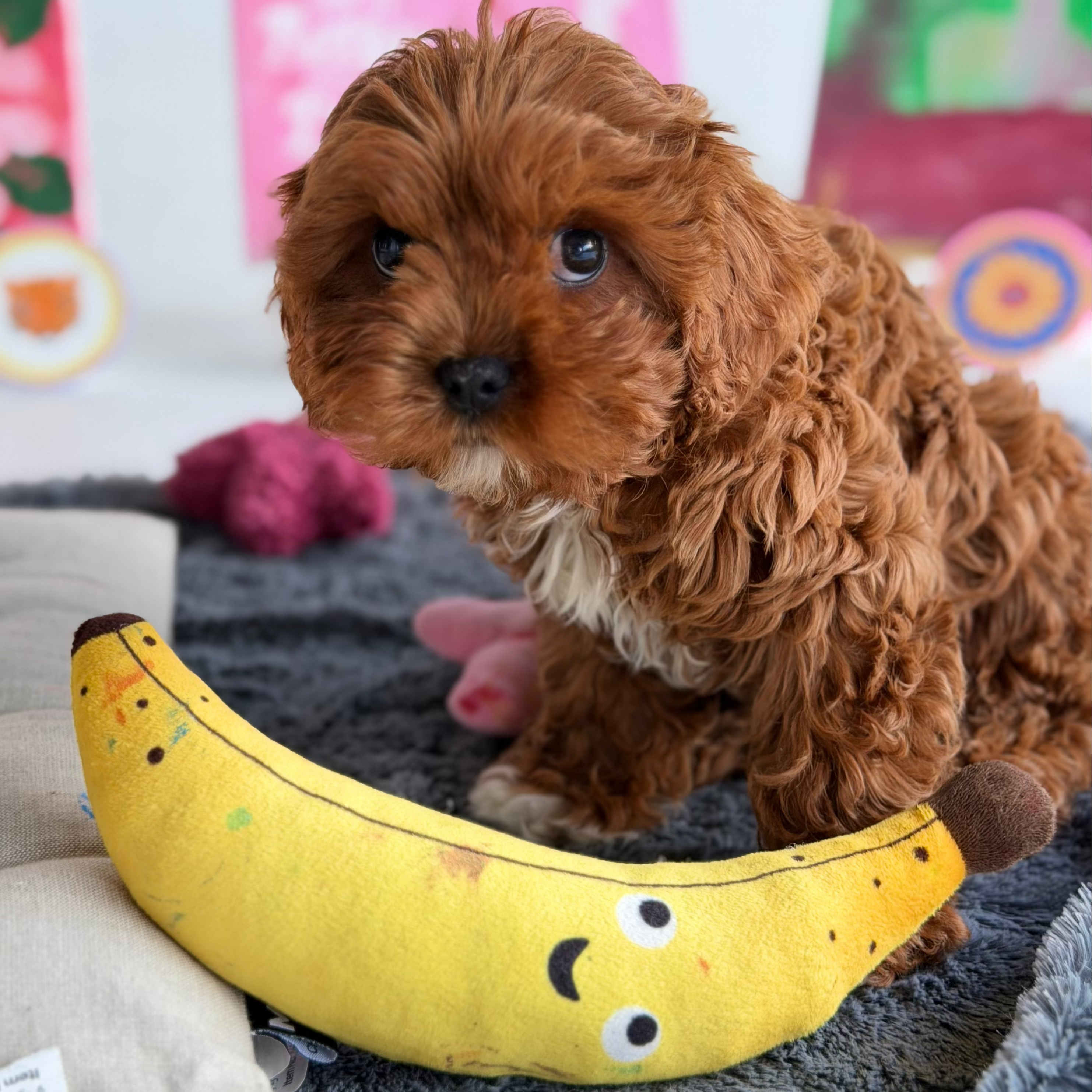 25 Oct Kids Puppy & Paint Therapy