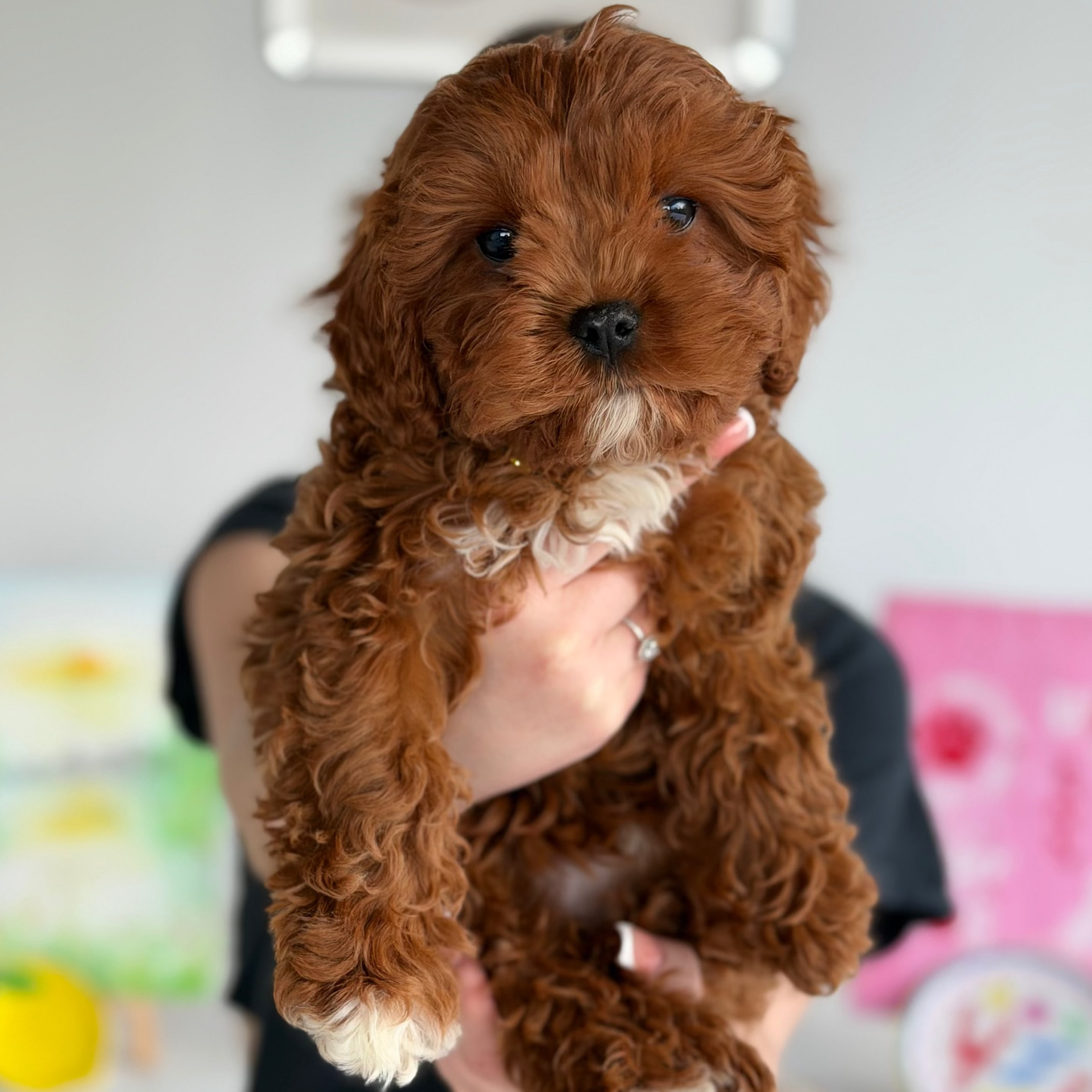 10 Oct Puppy & Paint Therapy - Mandurah