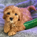 24 Oct Kids Puppy & Paint Therapy