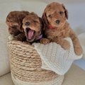 14 June Puppy & Paint Therapy