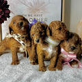 20 June Kids Puppy & Paint Therapy