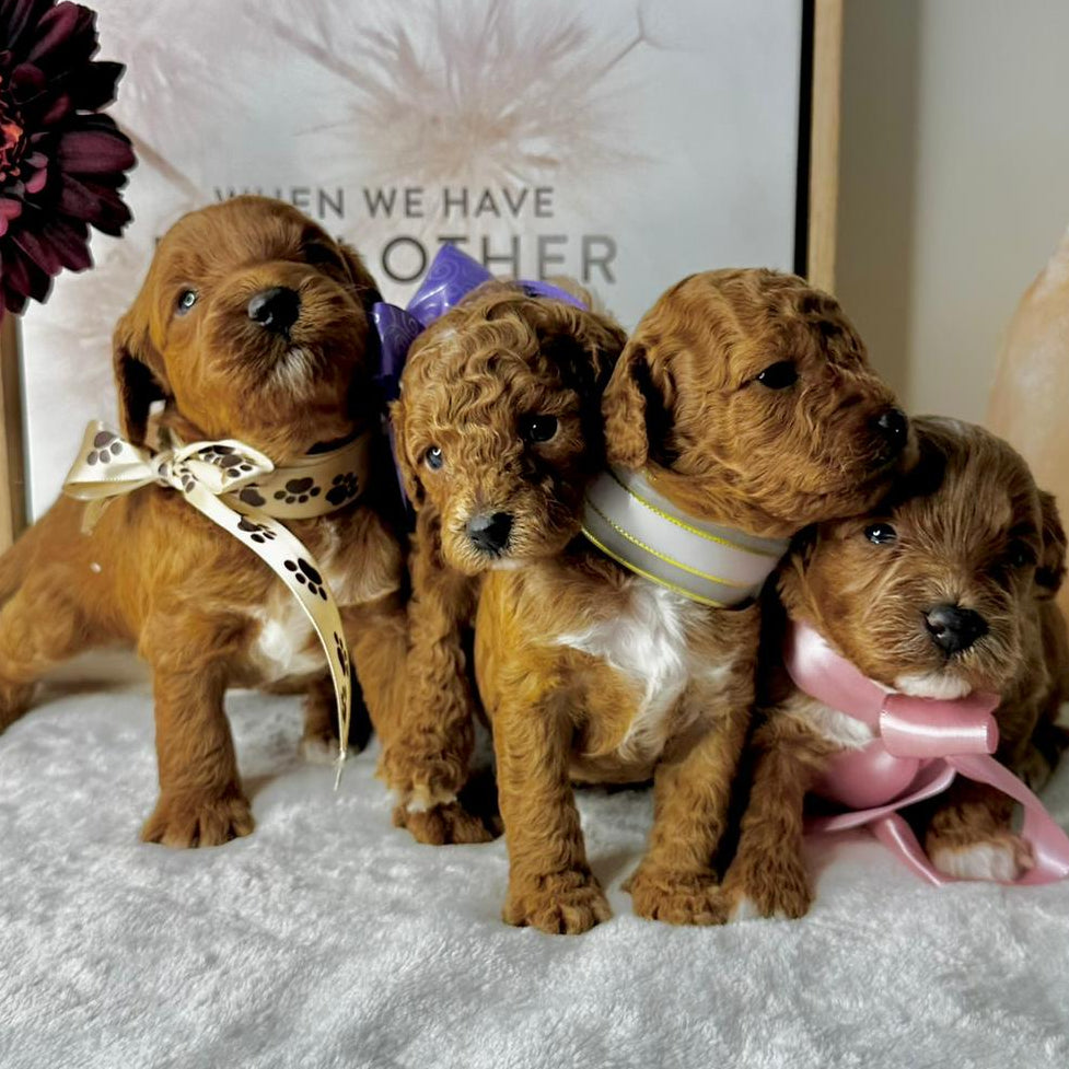 20 June Kids Puppy & Paint Therapy