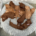 19 June Puppy Paint & Sip