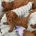 13 June Kids Puppy & Paint Therapy