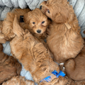 28 June Puppy & Sound Bath Therapy